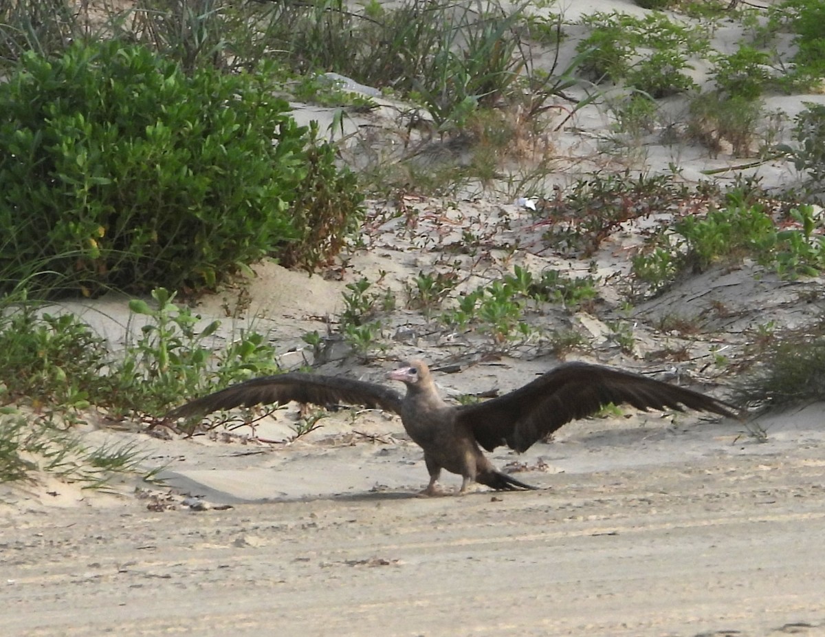 Red-footed Booby - ML634246870
