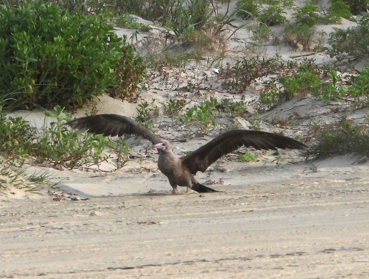 Red-footed Booby - ML634246871