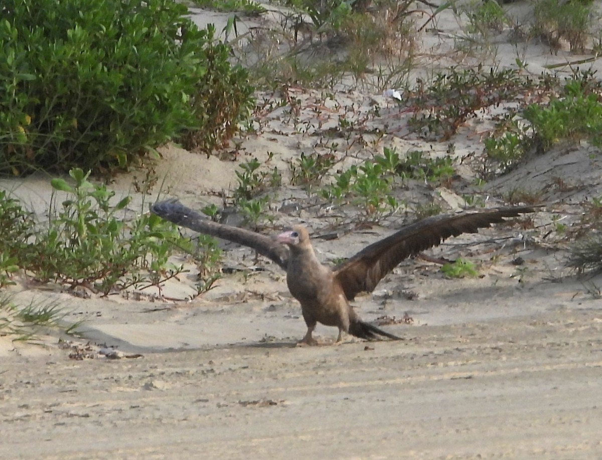 Red-footed Booby - ML634246872