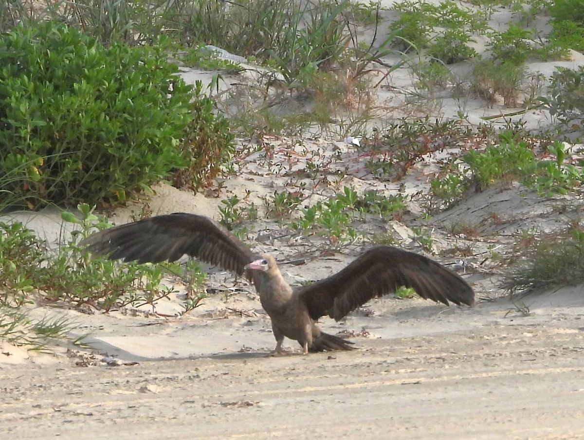 Red-footed Booby - ML634246873