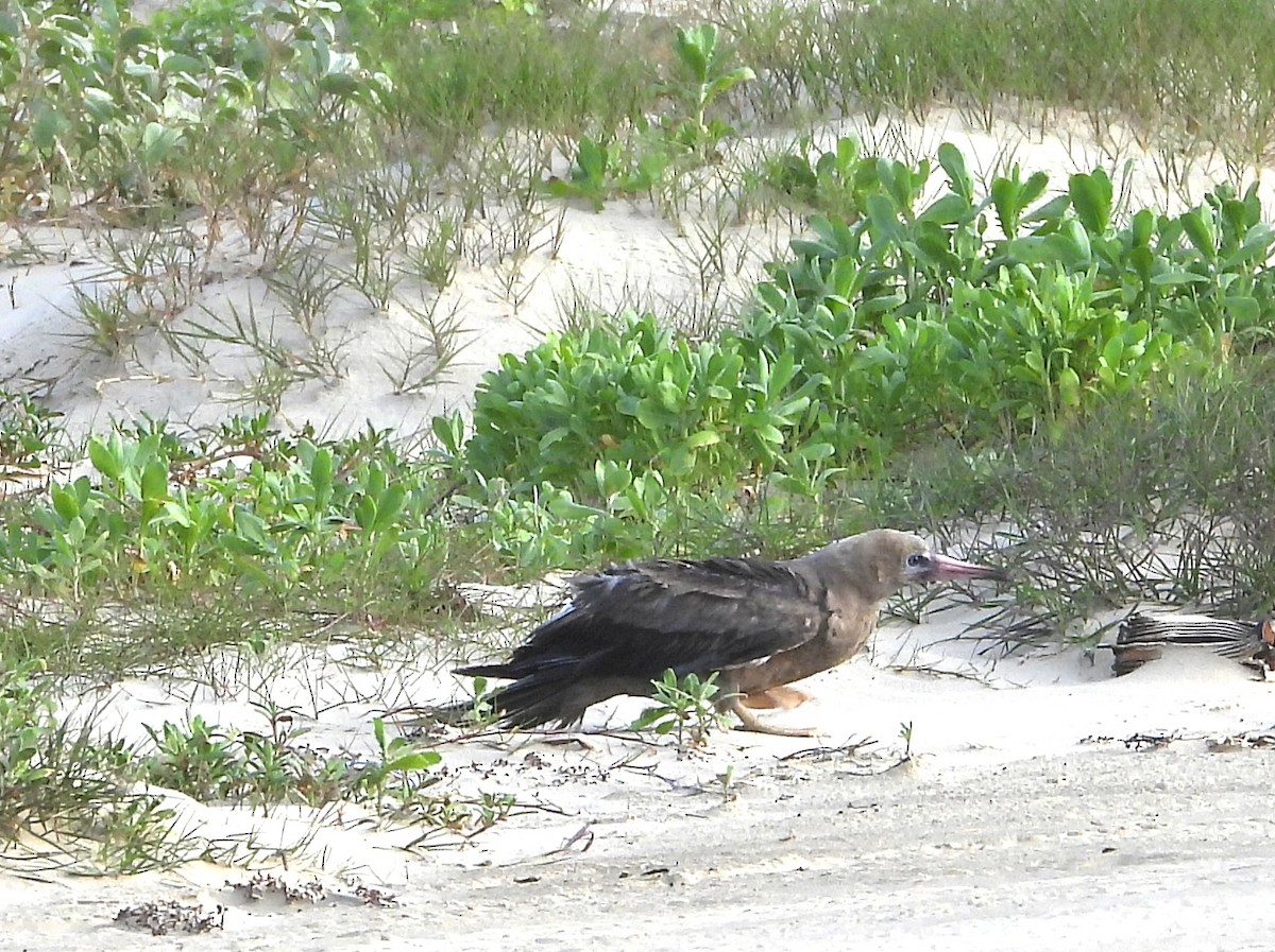 Red-footed Booby - ML634246874