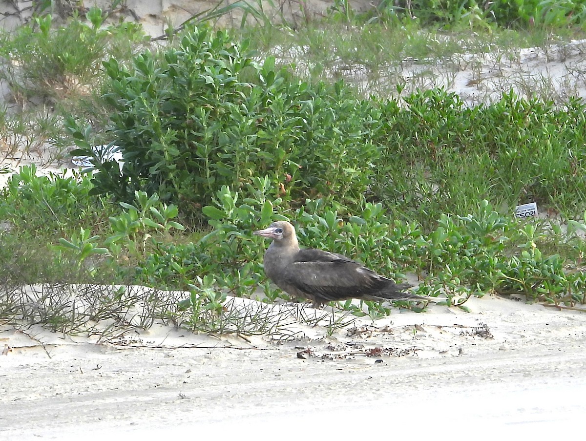Red-footed Booby - ML634246875