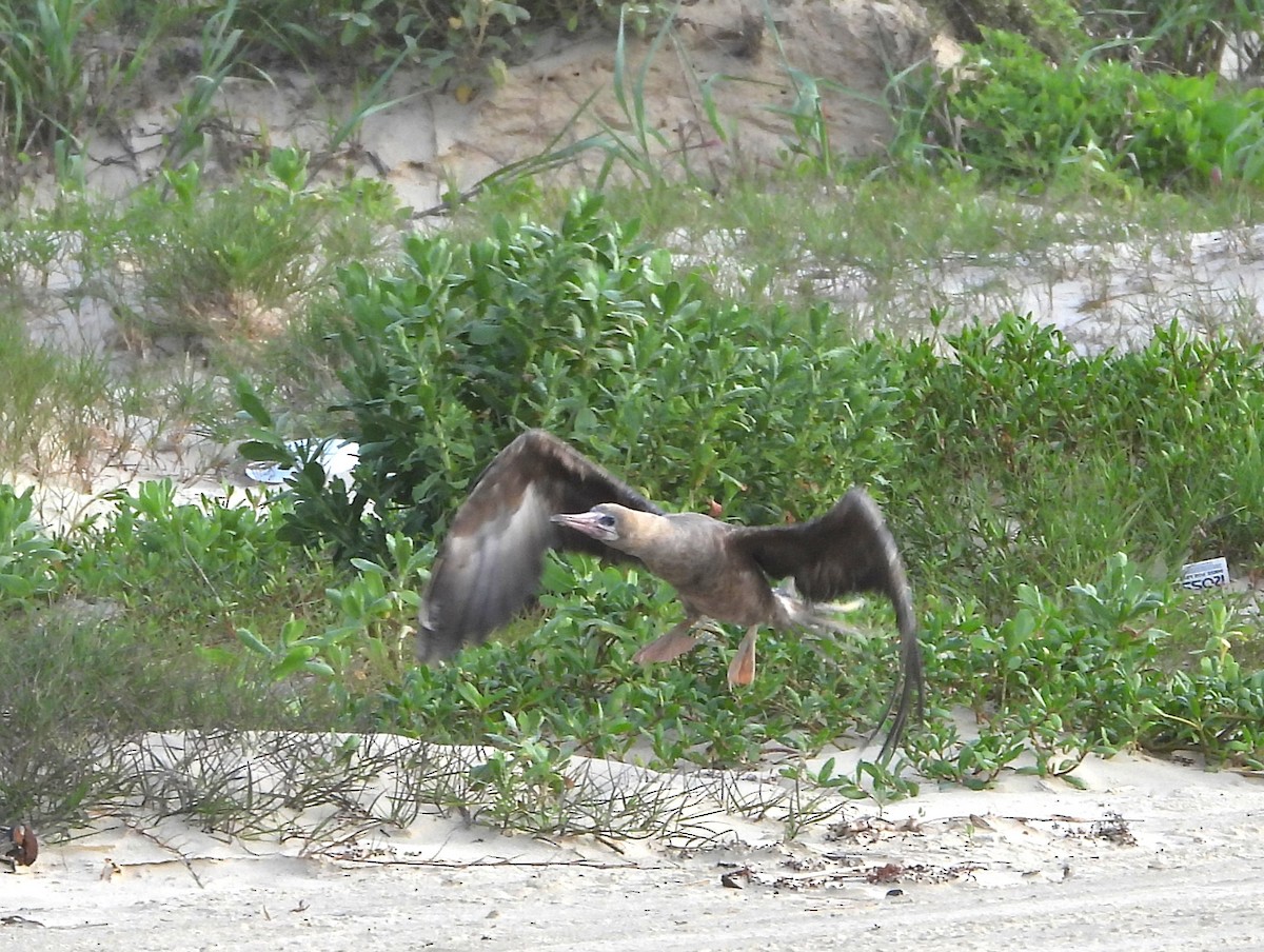 Red-footed Booby - ML634246876