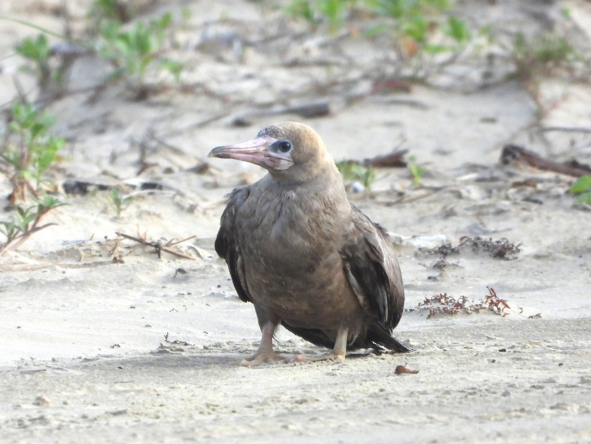 Red-footed Booby - ML634246877
