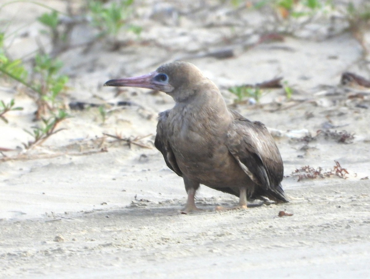Red-footed Booby - ML634246880
