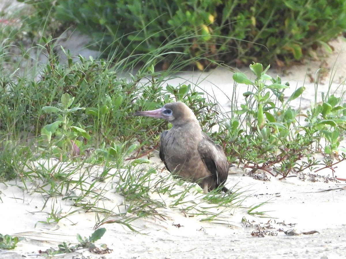 Red-footed Booby - ML634246881