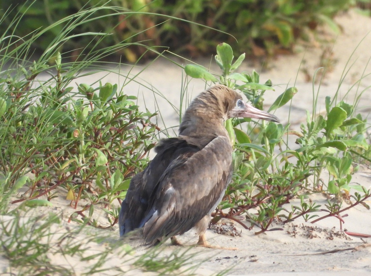 Red-footed Booby - ML634246883