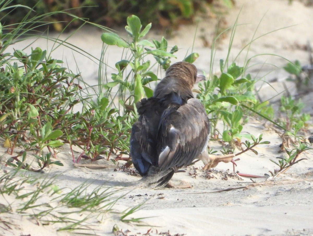 Red-footed Booby - ML634246884