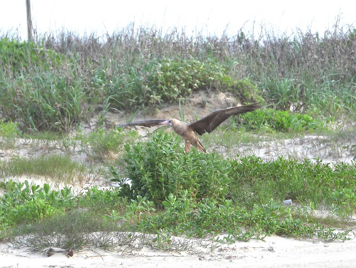 Red-footed Booby - ML634246885