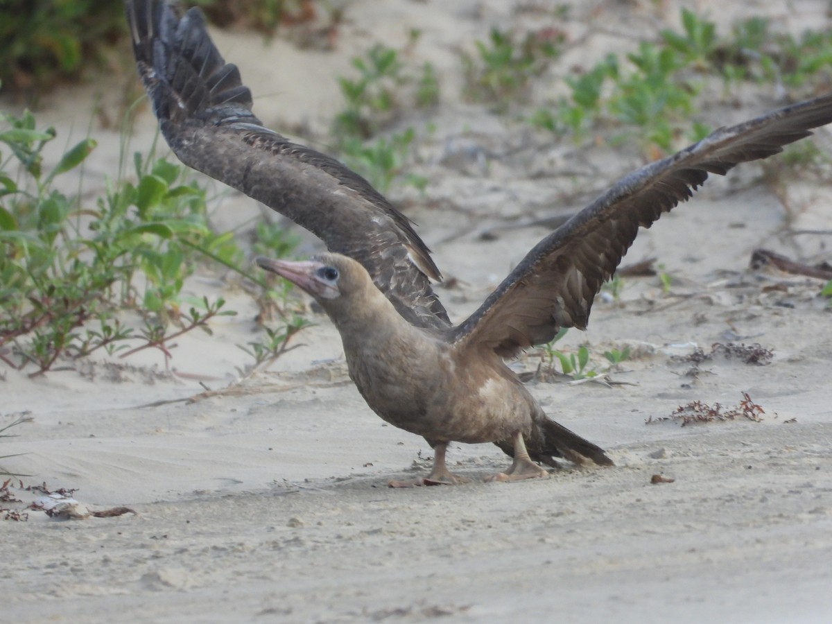Red-footed Booby - ML634246886