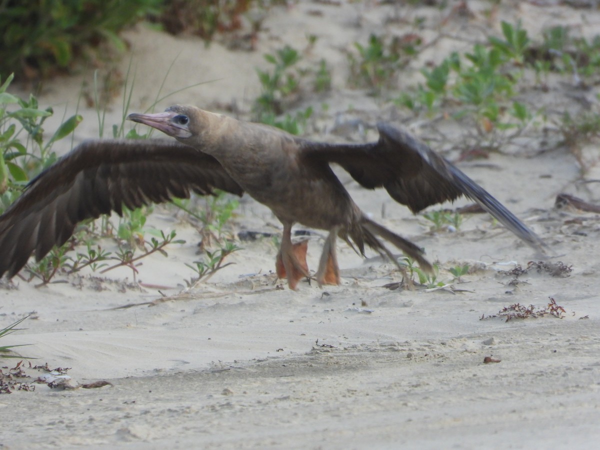 Red-footed Booby - ML634246888