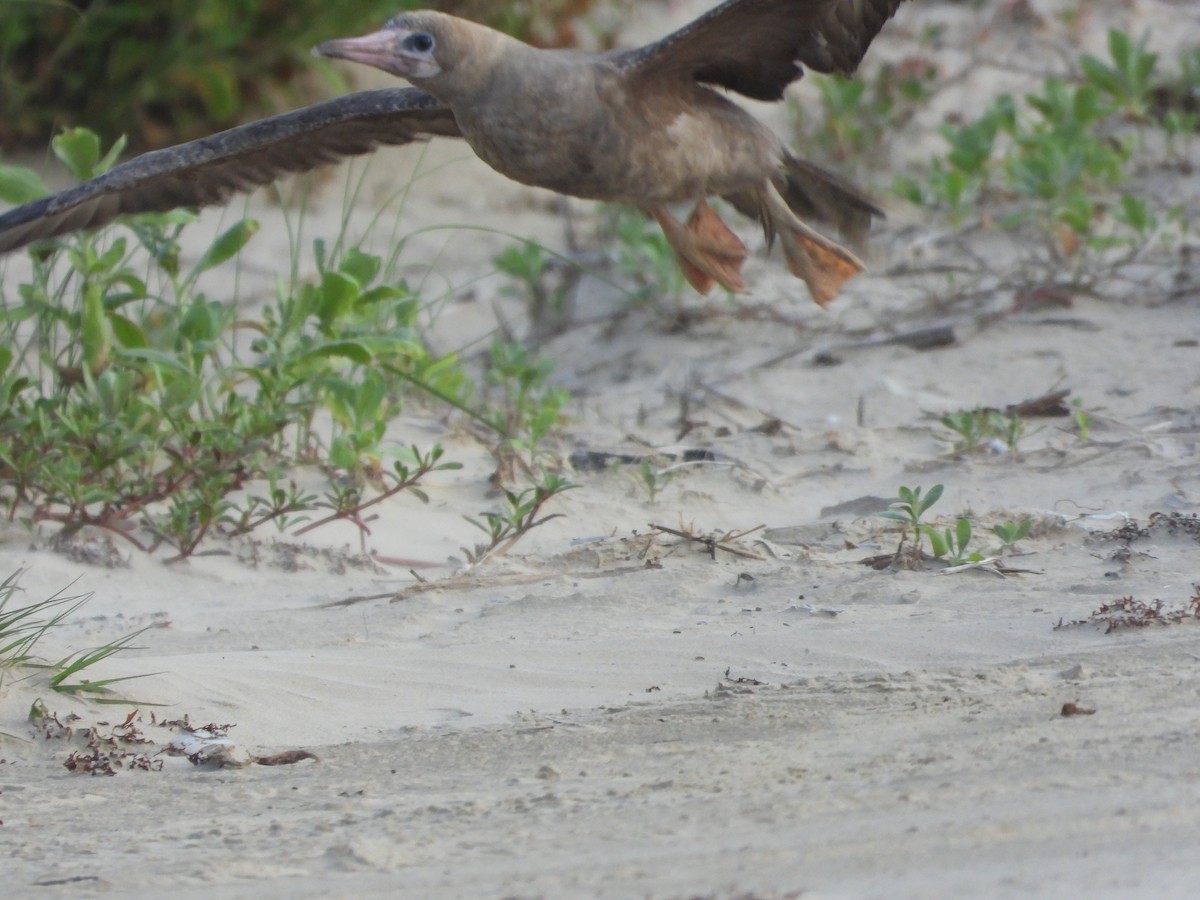Red-footed Booby - ML634246889
