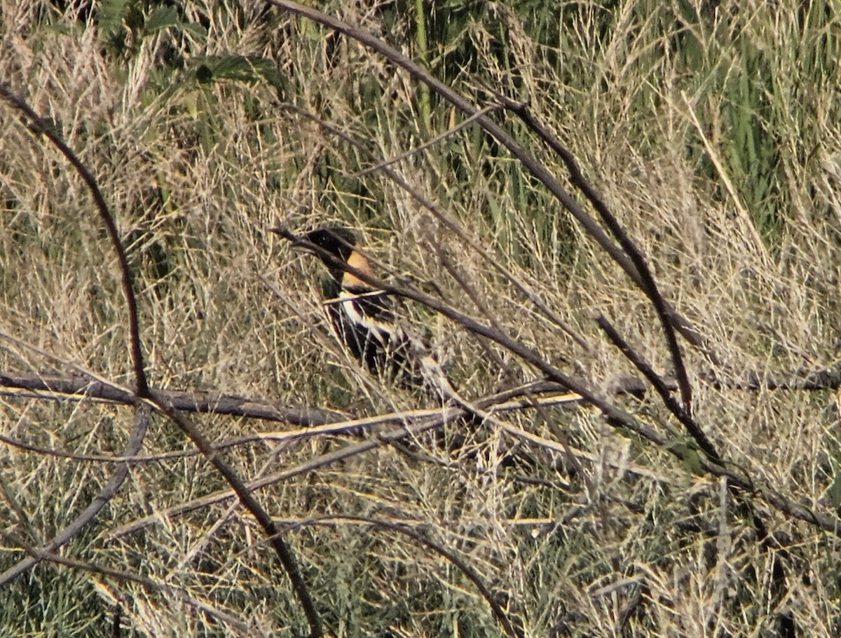 Bobolink - ML634246901