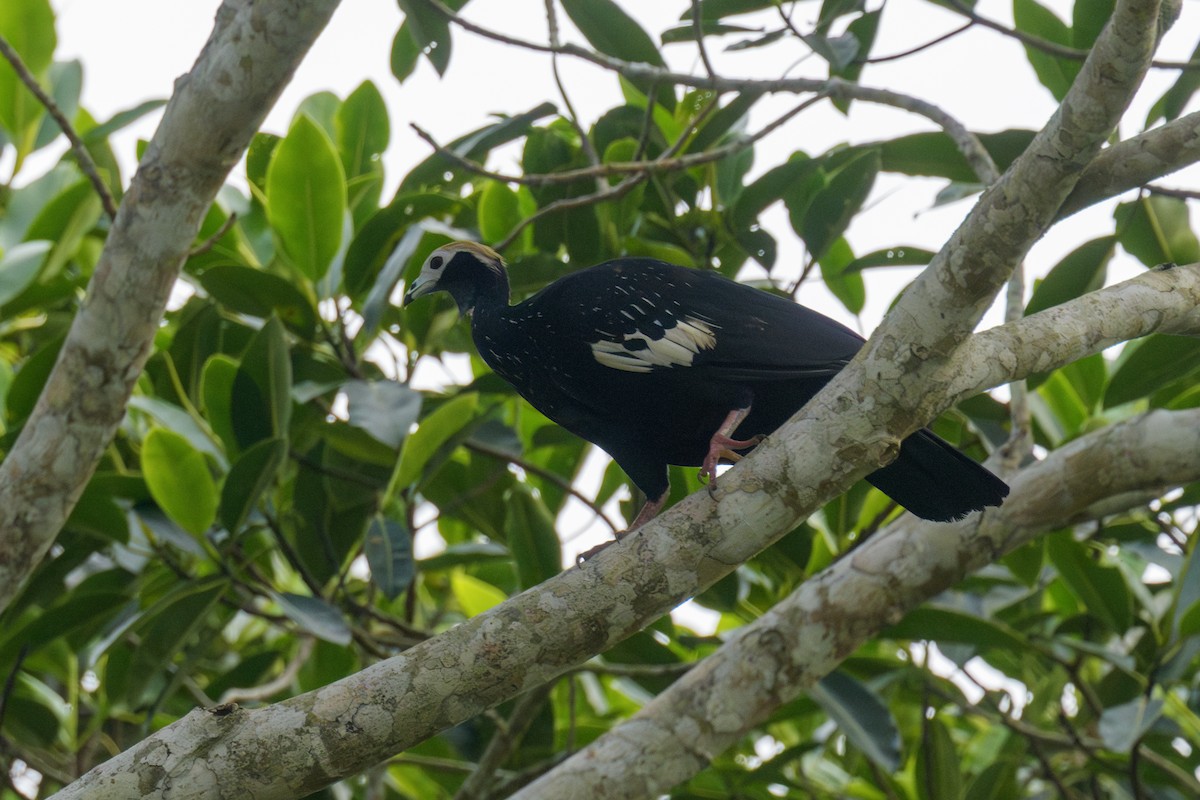 Blue-throated Piping-Guan - ML634246963