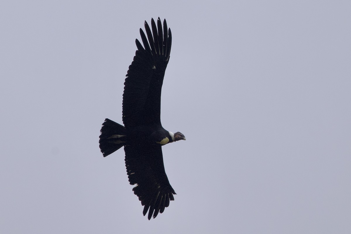 Andean Condor - Anne Bielamowicz