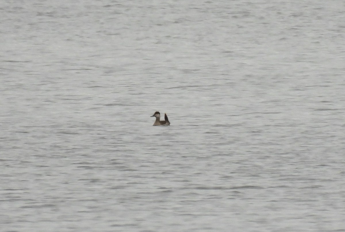 Ruddy Duck - ML634247058