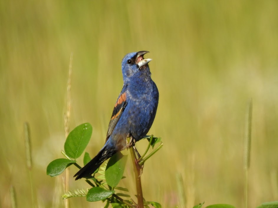 Blue Grosbeak - ML63424711