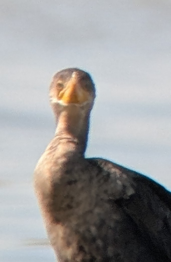 Neotropic Cormorant - ML634247149