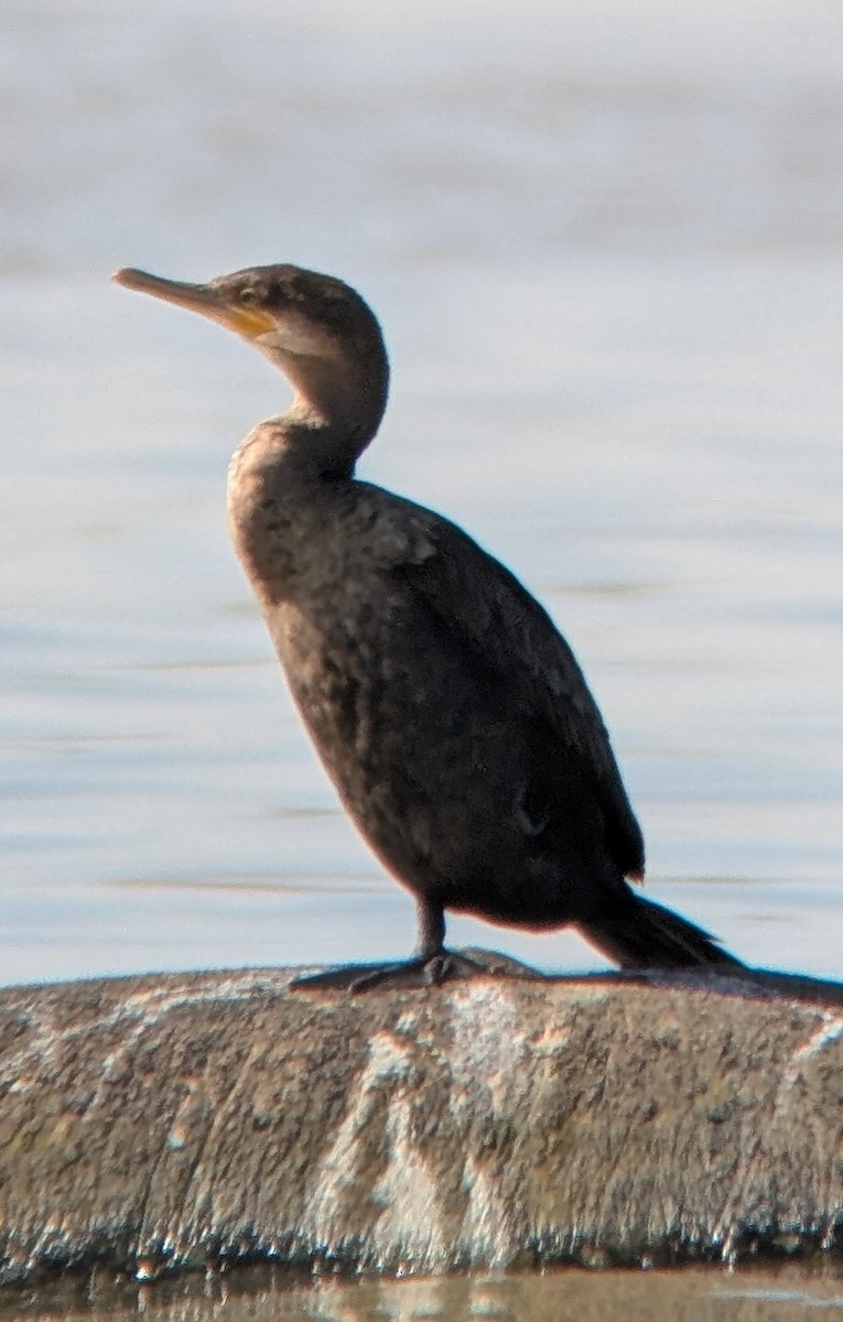 Neotropic Cormorant - ML634247150