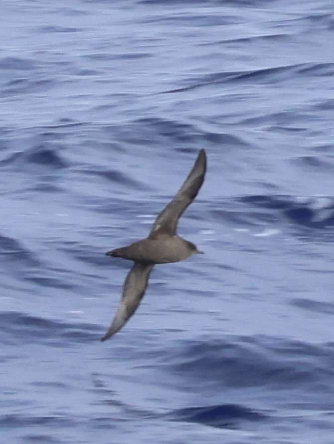Puffin à bec grêle - ML634247453