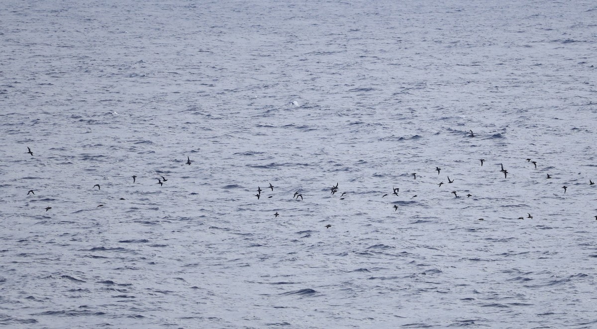 Puffin à bec grêle - ML634247454