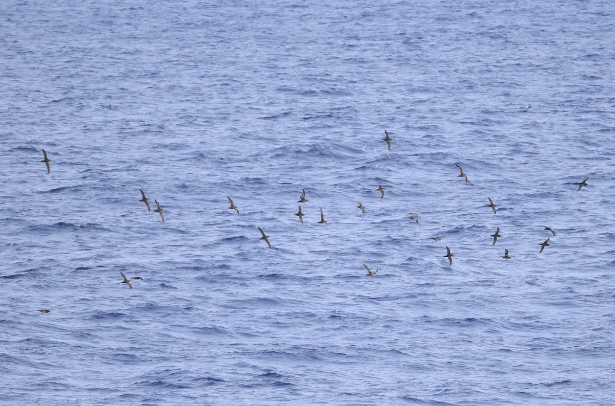 Puffin à bec grêle - ML634247455