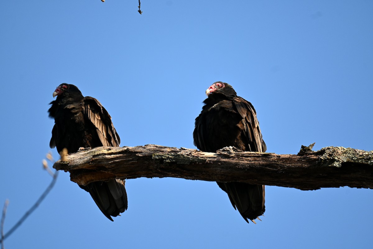 Turkey Vulture - ML634247561