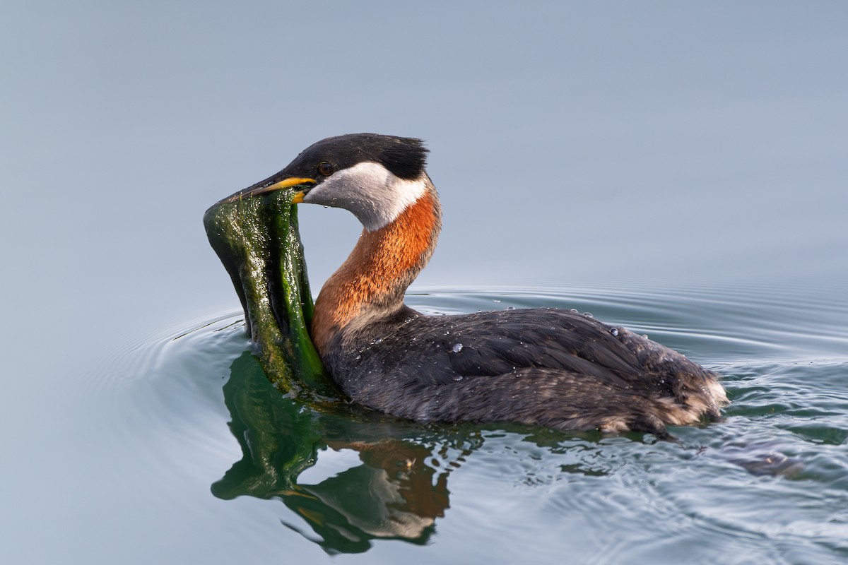 Red-necked Grebe - ML634247651