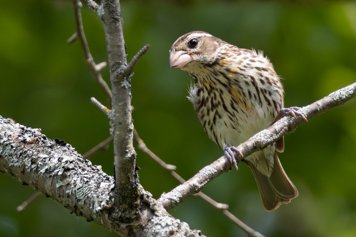 Rose-breasted Grosbeak - ML634247658