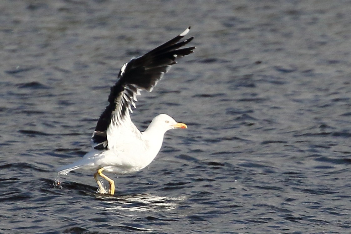 Heringsmöwe - ML634247833