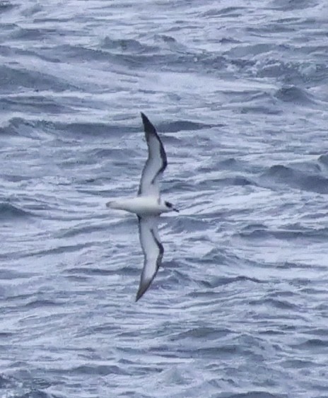 Pétrel de Vanuatu - ML634247844