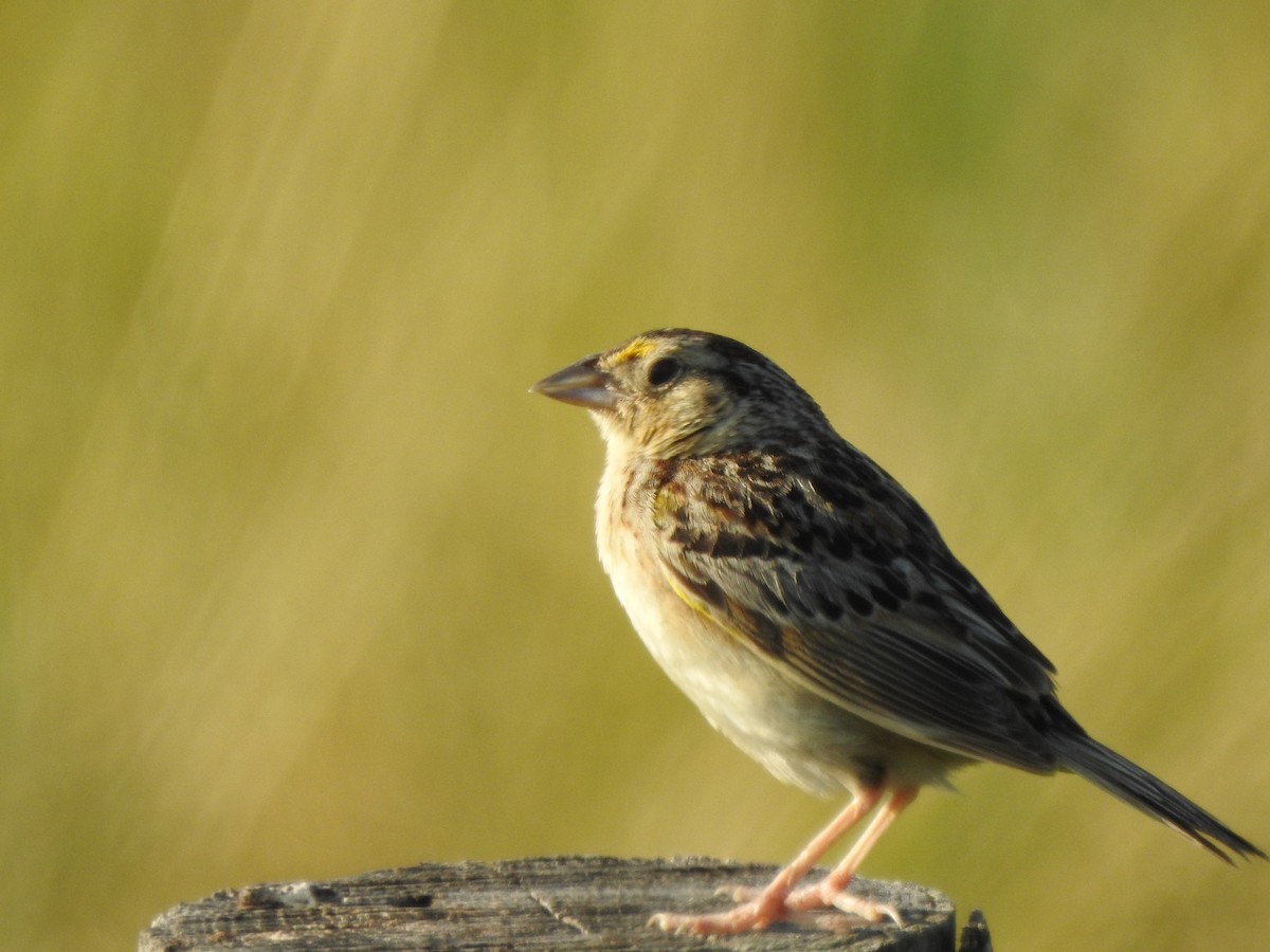 Grasshopper Sparrow - Kent Miller