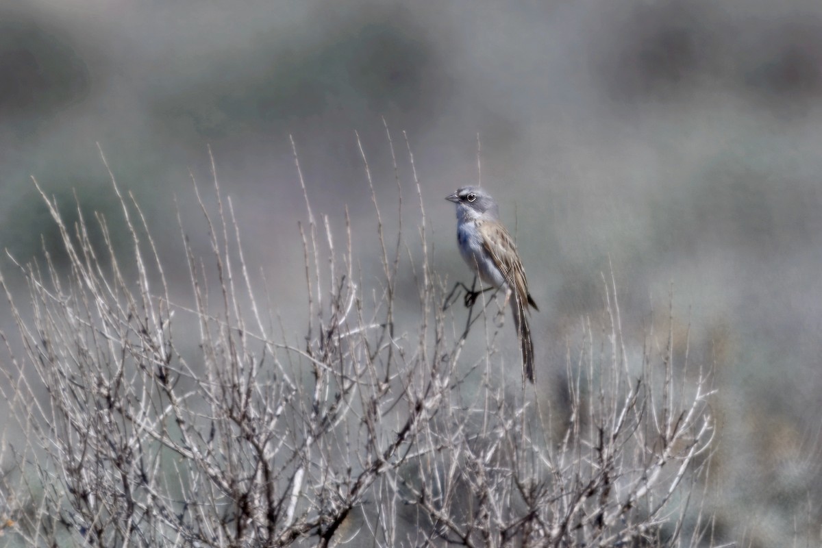 Sagebrush Sparrow - ML634247925