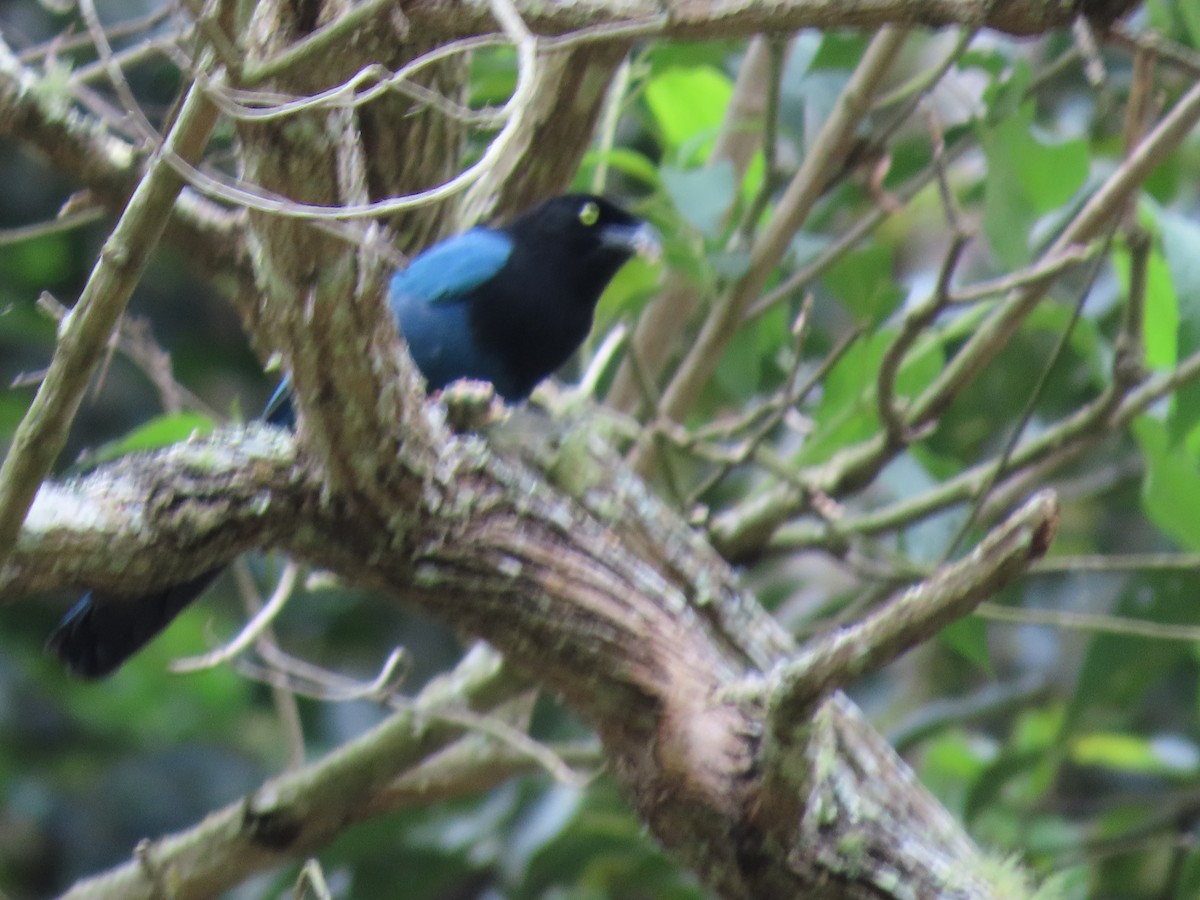 Bushy-crested Jay - ML634247926