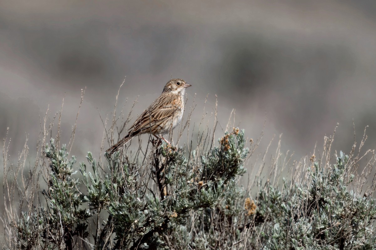 Vesper Sparrow - ML634247929