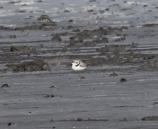 Snowy Plover - ML634248049