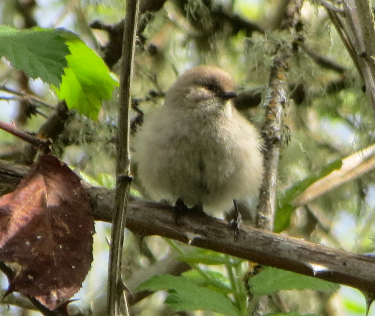 Bushtit - ML634248277