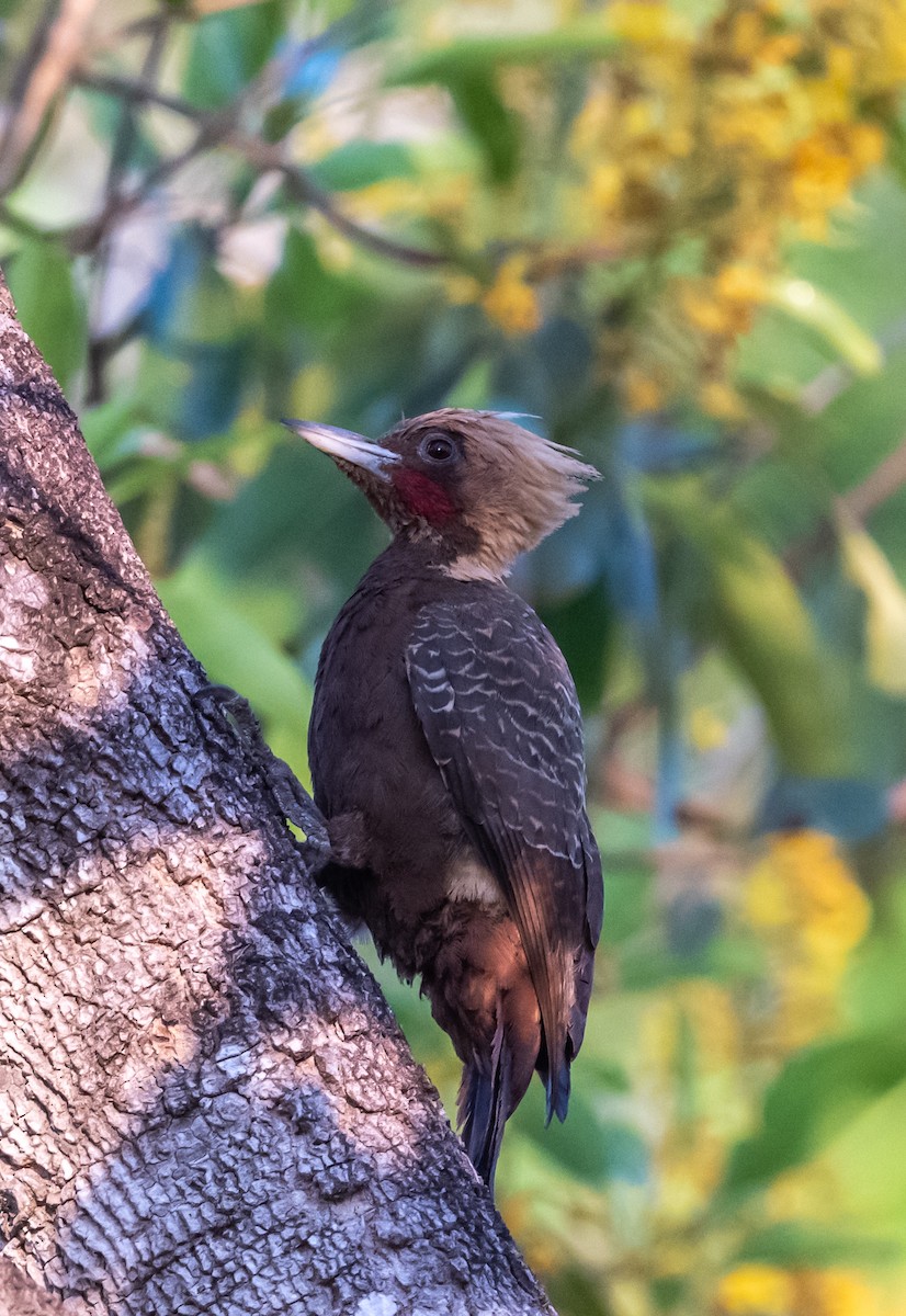 Pale-crested Woodpecker - ML634248769