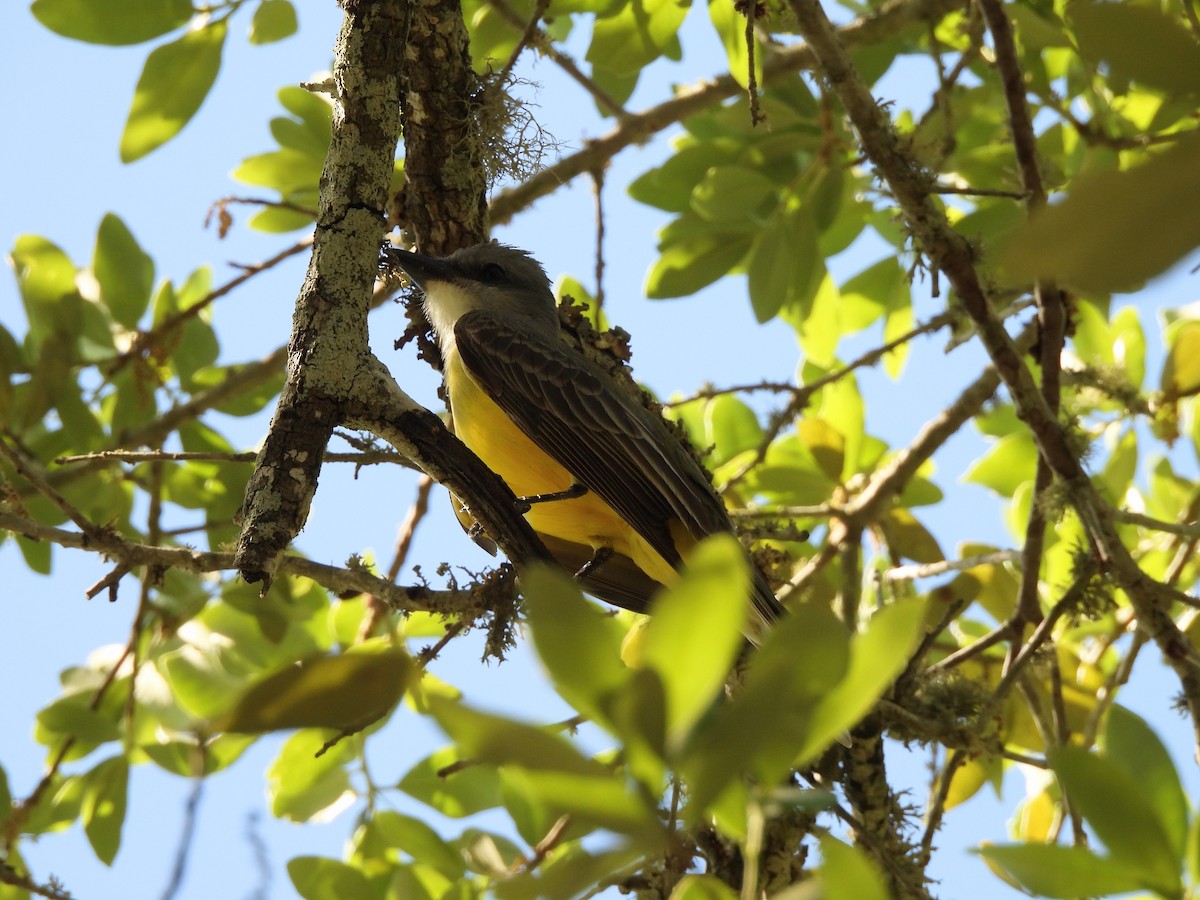 Couch's Kingbird - ML634248814