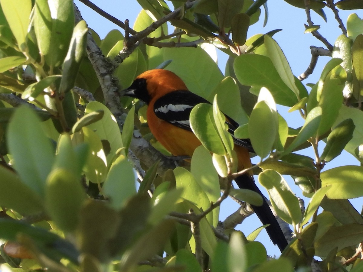Hooded Oriole - ML634248881
