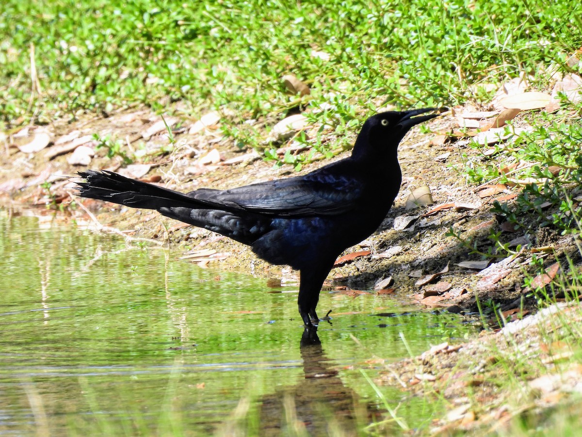 Great-tailed Grackle - ML634248942
