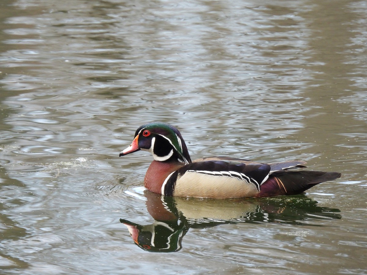 Wood Duck - ML634249015