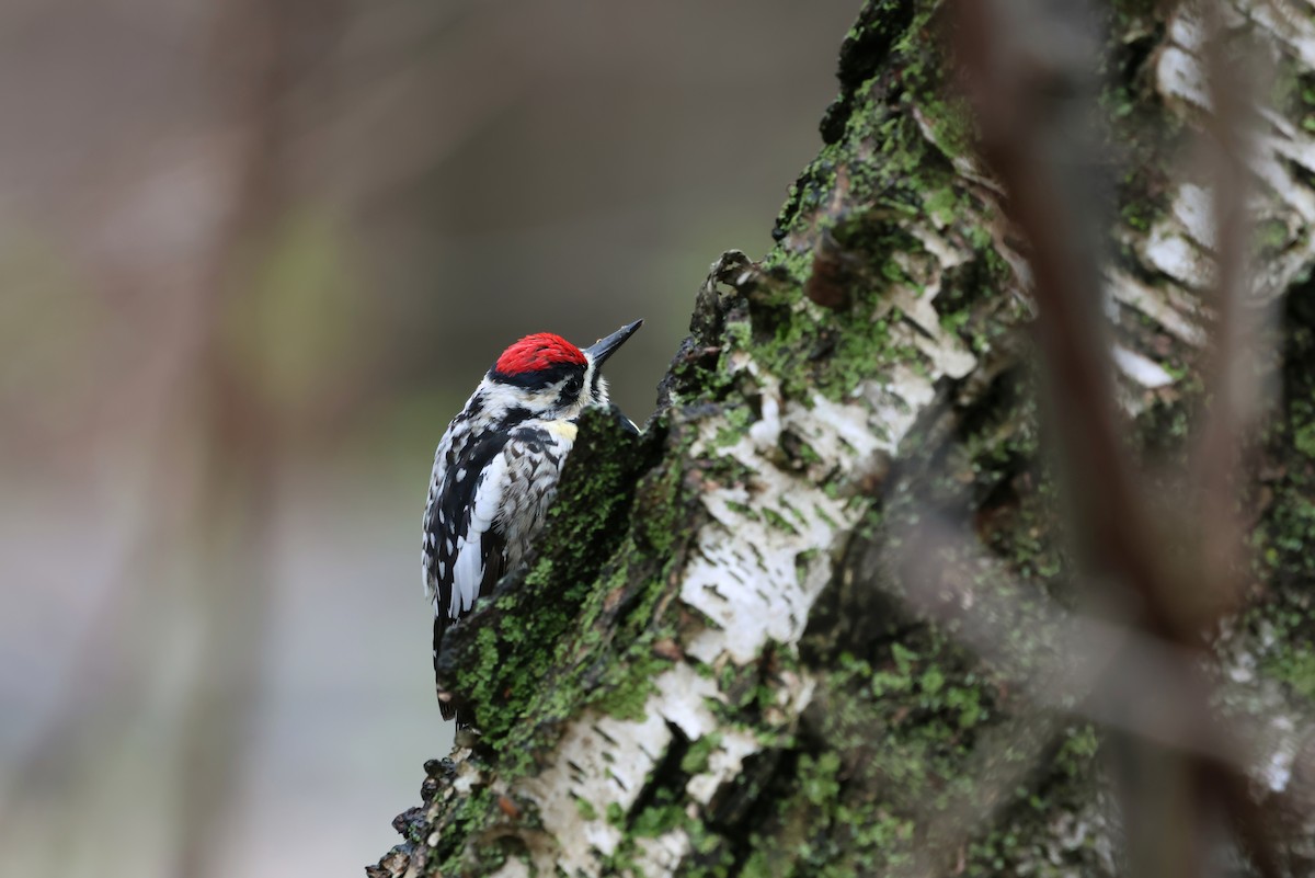Yellow-bellied Sapsucker - ML634249103