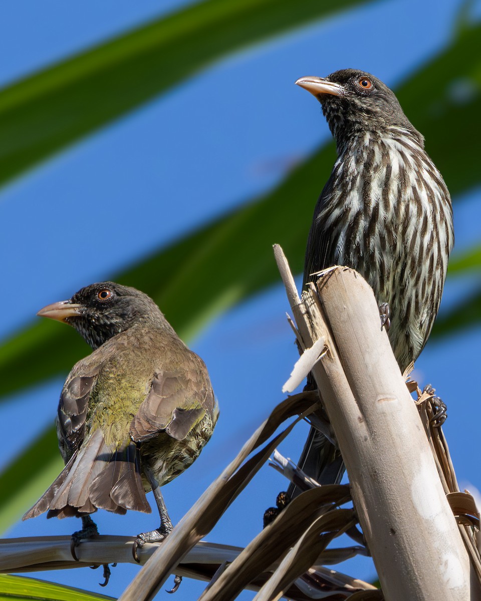 Palmchat - ML634249159