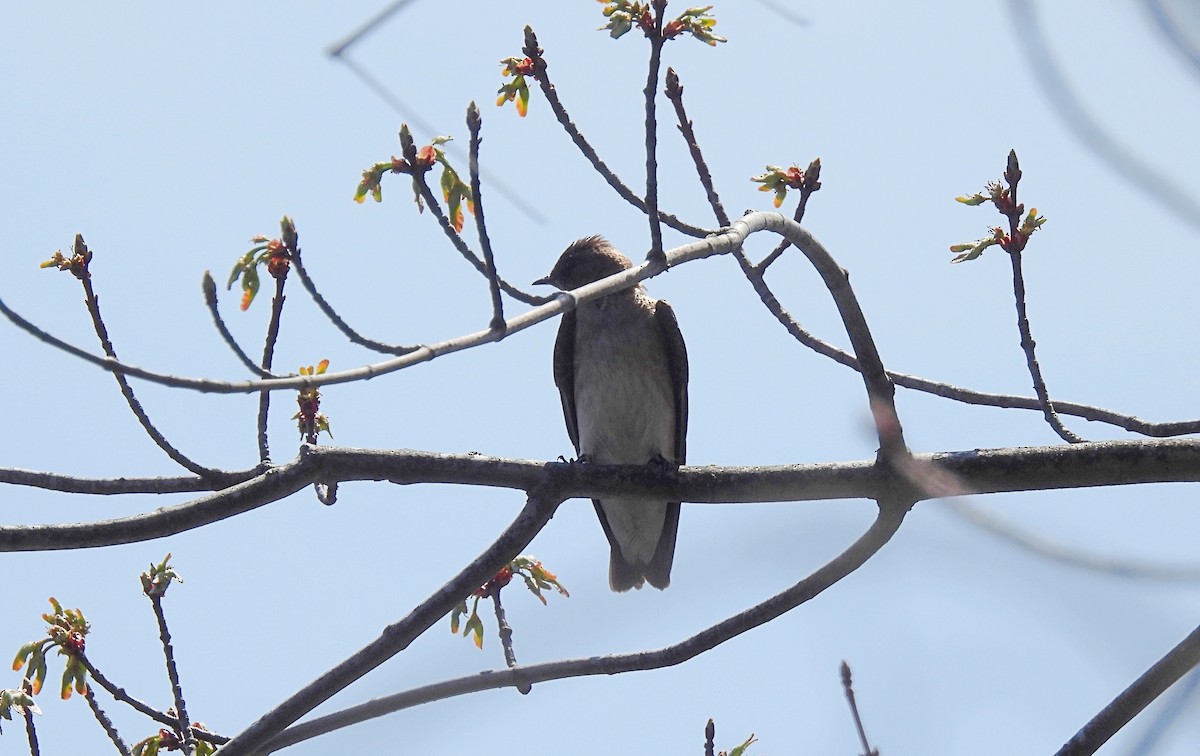 Northern Rough-winged Swallow - ML634249161