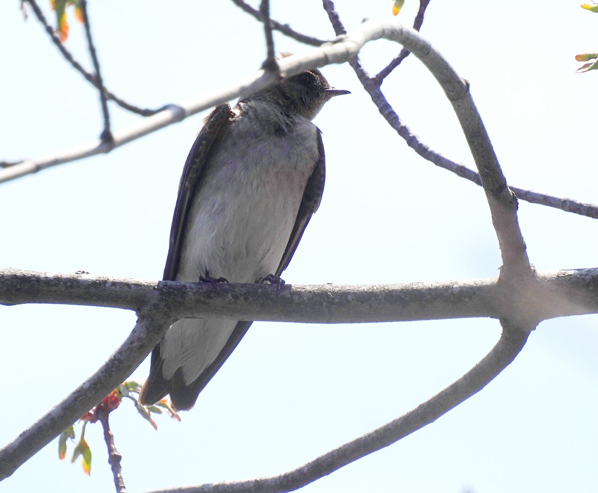 Northern Rough-winged Swallow - ML634249164