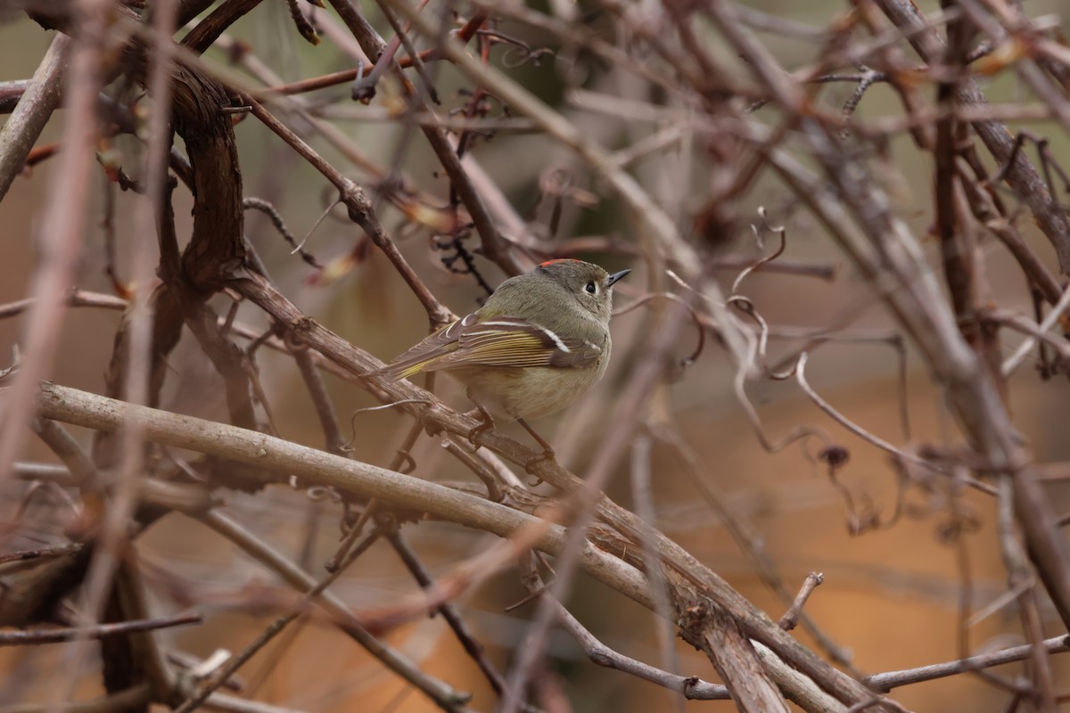 Ruby-crowned Kinglet - ML634249172