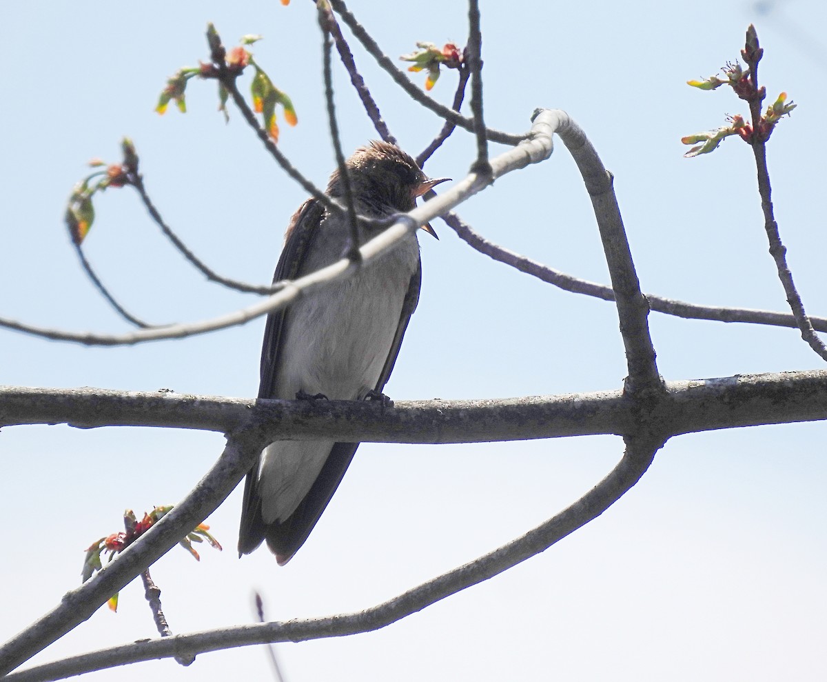 Northern Rough-winged Swallow - ML634249184