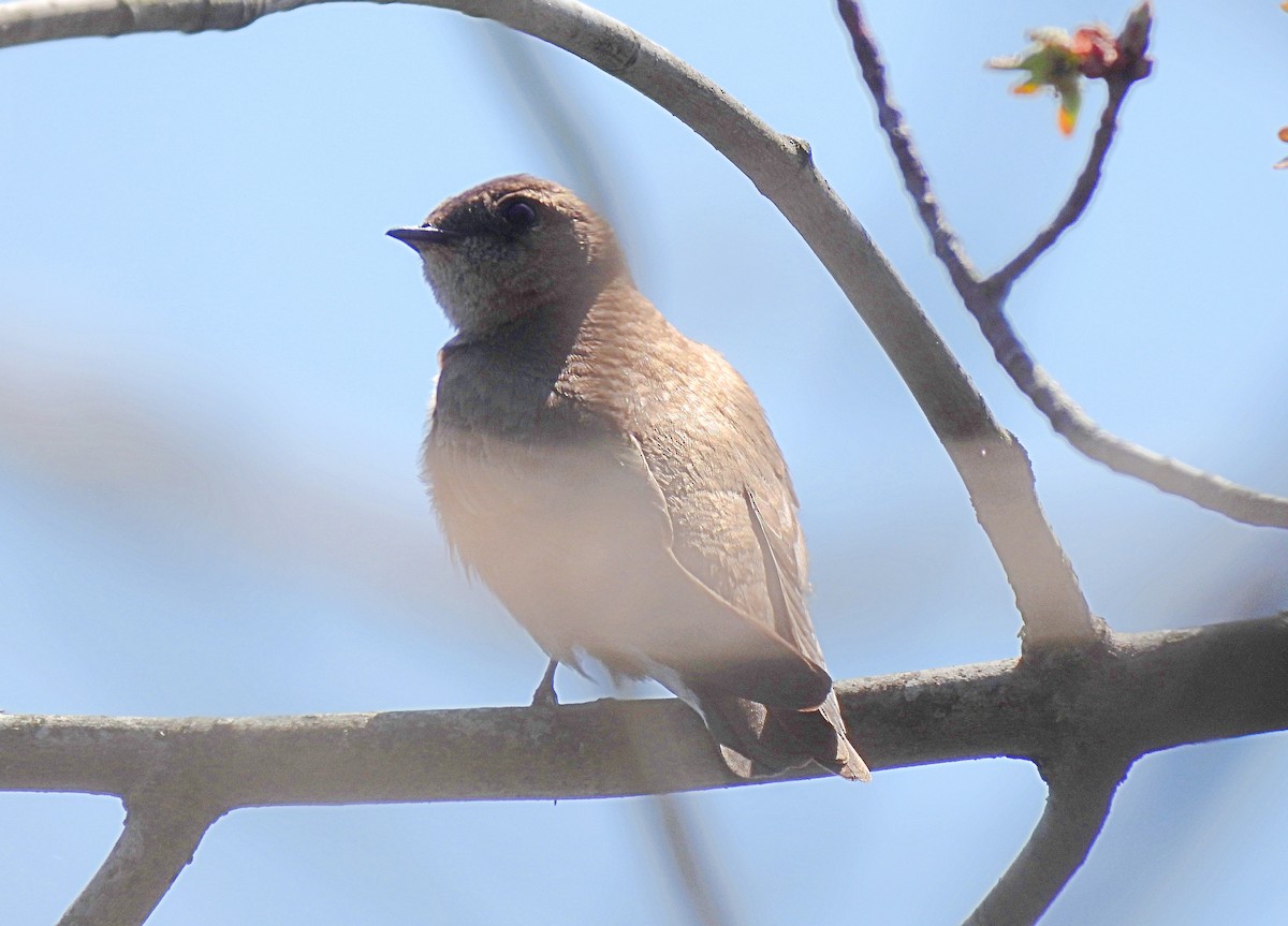 Northern Rough-winged Swallow - ML634249193