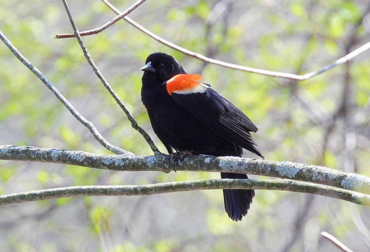 Red-winged Blackbird - ML634249198